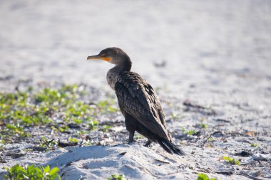 Cormorant in El Cuyo, a fishing village in Yucatan, Mexico.