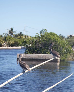 Sisal, Yucatan, Meksika 'da güneşli bir günde, motorlu birkaç küçük balıkçı teknesi beton bir rıhtım boyunca demirlemiştir..