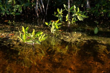 Meksika mangrov ekosisteminin tanin zengini suyu Yucatan 'daki Sisal Doğal Parkı' nın yüzeyinin altında su altında bitki yaşamını ortaya çıkarıyor..