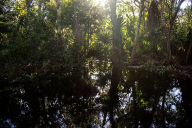 Sunlight filters through dense tropical foliage, casting reflections on the still surface of a natural pool Ojo de agua in Sisal, Yucatan