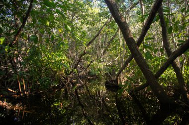 Meksika 'nın Yucatan kentindeki Sisal Doğal Parkı' nda berrak mavi bir gökyüzünün altında durgun sularda yetişen yemyeşil mangrov ağaçları..