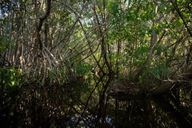 Meksika 'nın Yucatan kentindeki Sisal Doğal Parkı' nda berrak mavi bir gökyüzünün altında durgun sularda yetişen yemyeşil mangrov ağaçları..