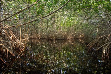 Meksika 'nın Yucatan kentindeki Sisal Doğal Parkı' nda berrak mavi bir gökyüzünün altında durgun sularda yetişen yemyeşil mangrov ağaçları..