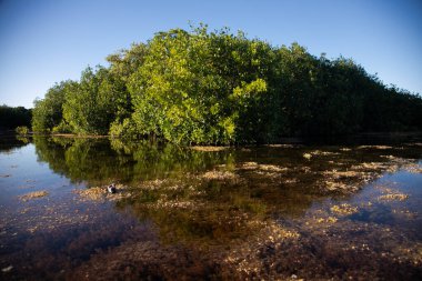 Meksika 'nın Yucatan kentindeki Sisal Doğal Parkı' nda berrak mavi bir gökyüzünün altında durgun sularda yetişen yemyeşil mangrov ağaçları..
