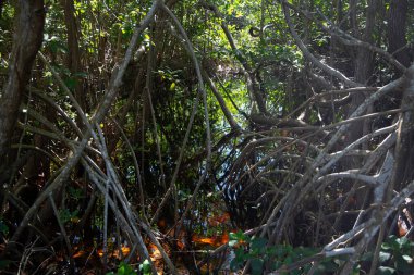 Meksika 'nın Yucatan kentindeki Sisal Doğal Parkı' nda berrak mavi bir gökyüzünün altında durgun sularda yetişen yemyeşil mangrov ağaçları..