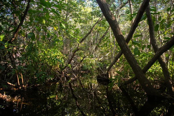 Meksika 'nın Yucatan kentindeki Sisal Doğal Parkı' nda berrak mavi bir gökyüzünün altında durgun sularda yetişen yemyeşil mangrov ağaçları..
