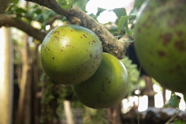 Meksika 'daki Yukatan Yarımadası' nda güneş ışığında büyük, yeşil benekli bir kabak meyvesi sallanıyor..