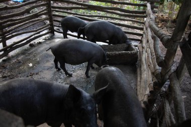 Yukatan Yarımadası 'nın iç kesimlerinde, kırsal bir alanda, Meksika' nın tüysüz Creole domuzu..