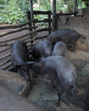 Yukatan Yarımadası 'nın iç kesimlerinde, kırsal bir alanda, Meksika' nın tüysüz Creole domuzu..