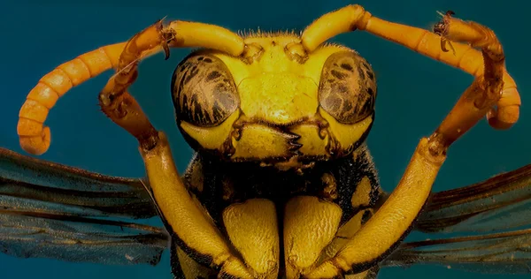 The European Paper Wasp on blue Background  -  Polistes dominula  (Christ, 1791) — Stock Photo, Image