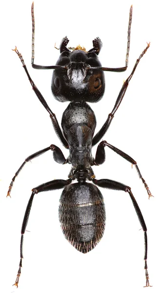 Marangoz karınca beyaz arka plan üzerinde — Stok fotoğraf