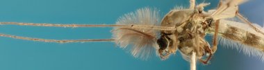 Mavi arka plan - Chironomus sp sivrisinek.