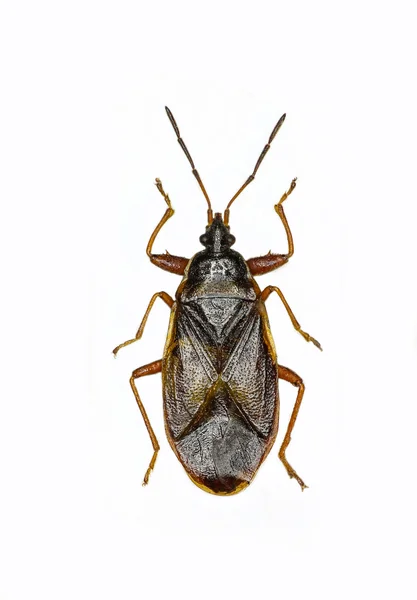 Bug de cone de abeto em fundo branco - Gastrodes abietum (Bergroth, 1914  ) — Fotografia de Stock