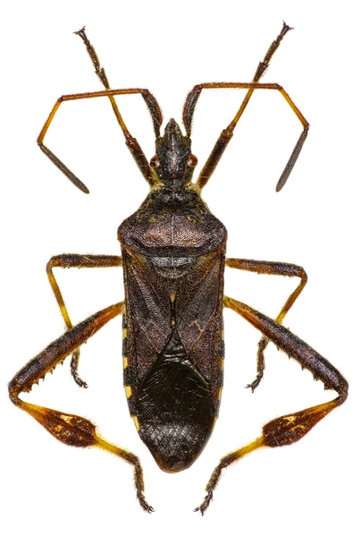 Western kozalaklı tohum hata beyaz arka planda - Leptoglossus occidentalis (Heidemann, 1910)