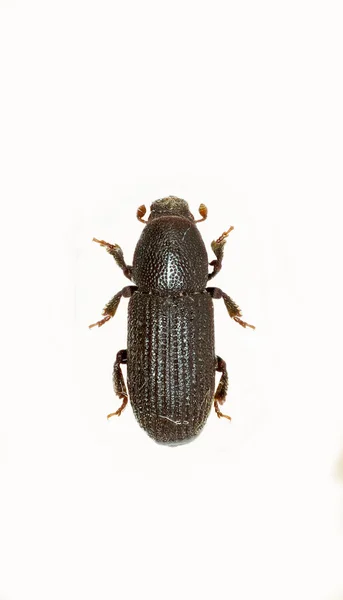 Scarabeo corteccia su sfondo bianco — Foto Stock