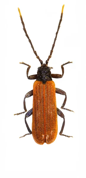 Escarabajo alado sobre fondo blanco - Platycis minutus (Fabricius, 1787) — Foto de Stock