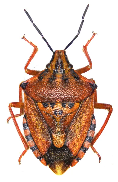 Cimice scudo rosso su sfondo bianco - Carpocoris mediterraneus (Tamanini, 1959 ) — Foto Stock