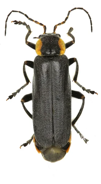 Escarabajo soldado negro sobre fondo blanco - Cantharis paradoxa (Hicker, 1960 ) —  Fotos de Stock