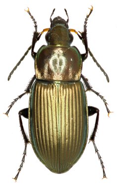 Zemin böceği Poecilus beyaz arka planda - Poecilus cupreus (Linnaeus, 1758)