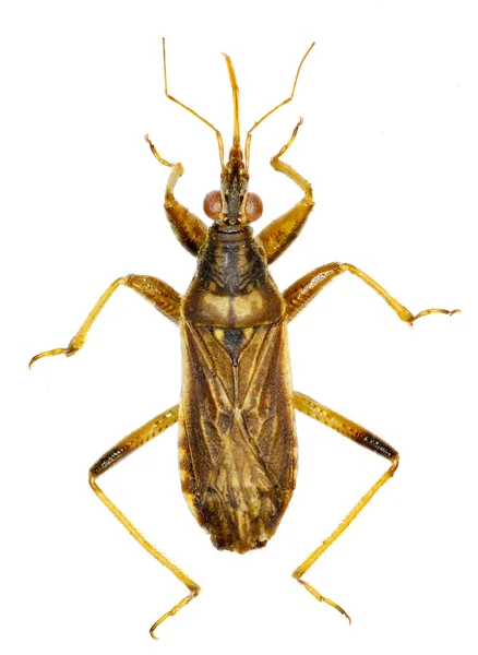 Graue Marienkäfer auf weißem Hintergrund - himacerus major (a. costa, 1842) — Stockfoto