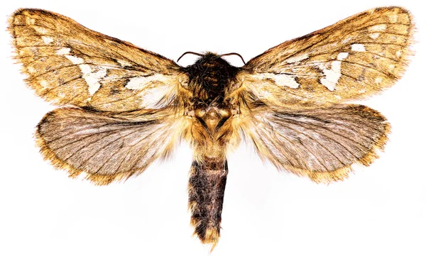 Polilla Swift común sobre fondo blanco - Korscheltellus lupulinus (Linneo, 1758 ) — Foto de Stock