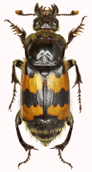 Beyaz arka planda - Nicrophorus vespillo (Linnaeus, 1758 Burying böceği)