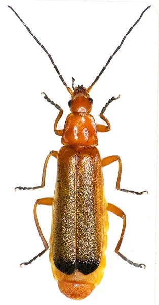 Roter Soldatenkäfer auf weißem Hintergrund - rhagonycha fulva (scopoli, 1763) — Stockfoto