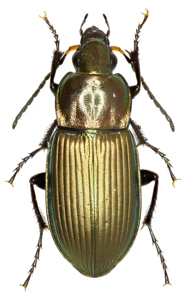 Marken Beetle Poecilus på vit bakgrund - Poecilus cupreus (Linnaeus, 1758) — Stockfoto