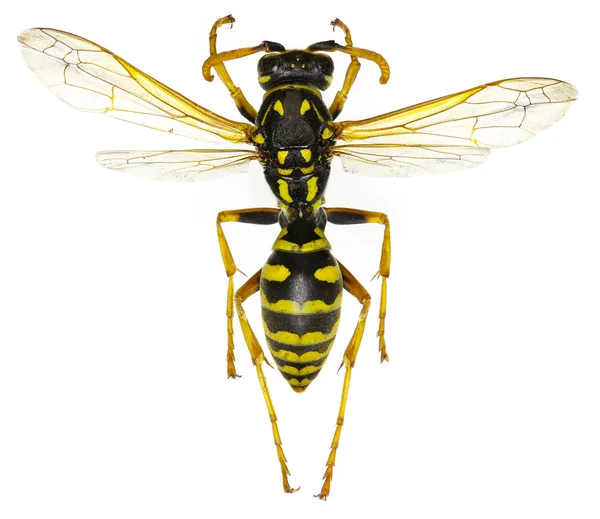 The European Paper Wasp on white Background - Polistes dominula (Cristo, 1791 ) — Fotografia de Stock