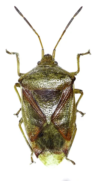 Betulla Shield Bug su sfondo bianco - Elasmostethus interstinctus (Linnaeus, 1758 ) — Foto Stock