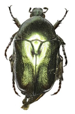 Çiçek böcek Protaetia beyaz arka planda - Protaetia (Potosia) angustata (Germar, 1817)
