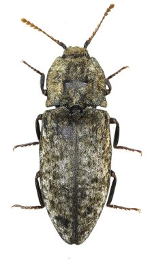 Mousegrey tıklama böceği beyaz arka planda - Agrypnus murina (Linnaeus, 1758)