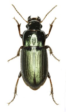 Yeşil zemin böceği Harpalus beyaz arka planda - Harpalus affinis (Schrank 1781)