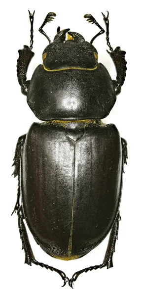 Beyaz arka planda - Lucanus cervus (Linnaeus, 1758 stag beetle)
