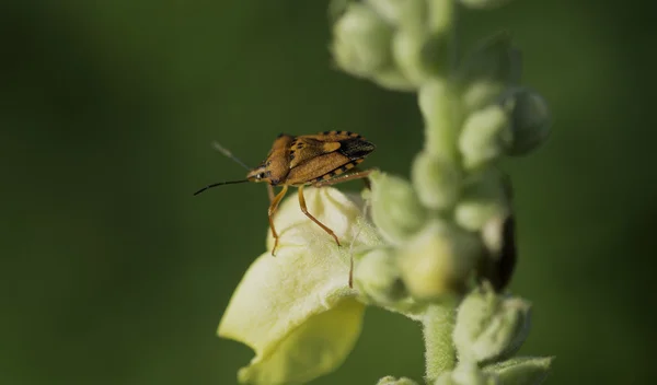 Yeşil bitki - Carpocoris mediterraneus (Tamanini, 1959 kırmızı kalkan hata)