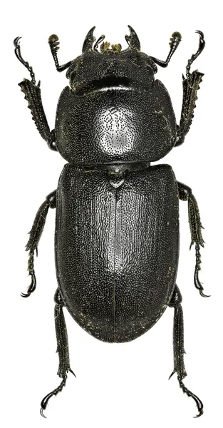 Escarabajo menor del ciervo sobre fondo blanco - Dorcus parallelipipedus (Linneo, 1758 ) —  Fotos de Stock