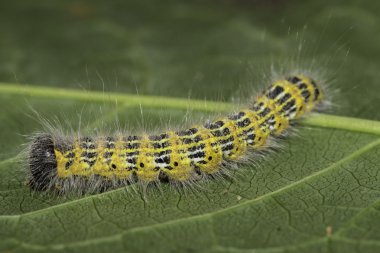 Tutkunu-ipucu Caterpillar - Phalera bucephala (Linnaeus, 1758)