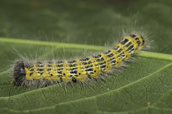 Caterpillar - Phalera bucephala (Linneo, 1758 ) —  Fotos de Stock