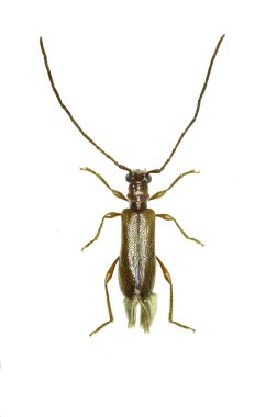 Brown Longhorn böceği Obrium beyaz arka planda - Obrium brunneum (Fabricius 1792)