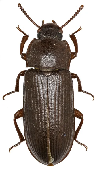 Larvalı böceği beyaz arka planda - Tenebrio molitor (Linnaeus, 1758)