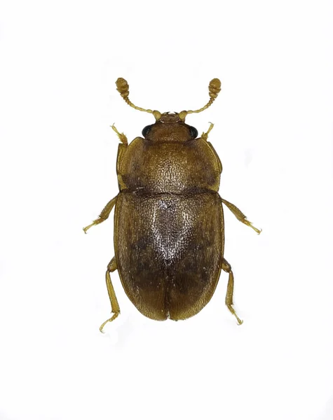 Sap Beetle Epuraea на белом фоне - Эпурея sp . — стоковое фото