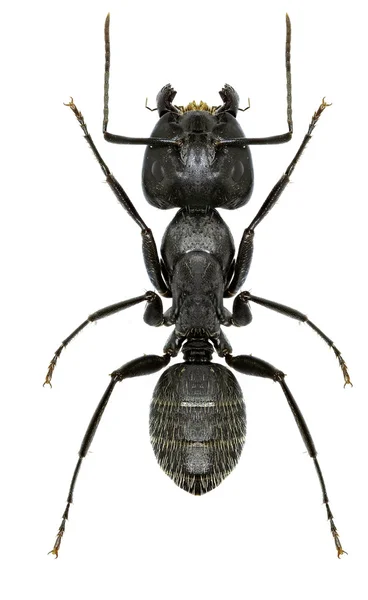 Formica falegname su sfondo bianco - Camponotus vagus (Scopoli, 1763 ) — Foto Stock