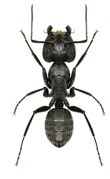 Beyaz arka planda - Camponotus vagus (Scopoli, 1763 marangoz karınca)