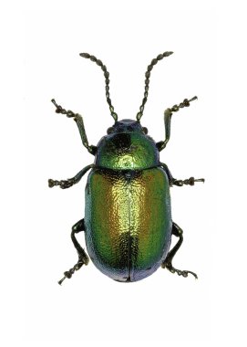 Beyaz Arkaplanda Yeşil Rıhtım Böceği - Gastrophysa viridula (DeGeer, 1775)