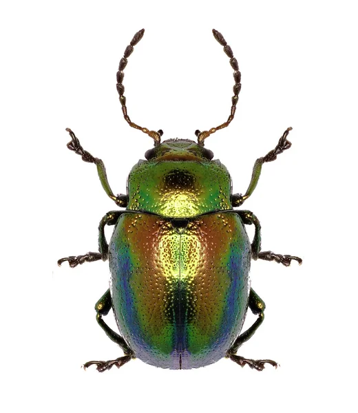 Dode brandnetel bladhaantje op witte achtergrond - Chrysolina fastuosa (Scopoli, 1763)) — Stockfoto