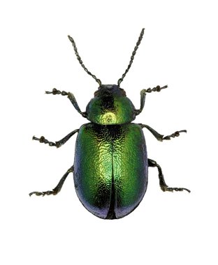 Beyaz Arkaplanda Yeşil Rıhtım Böceği - Gastrophysa viridula (DeGeer, 1775)