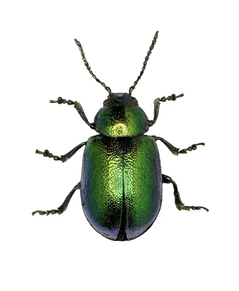 Escarabajo del muelle verde sobre fondo blanco - Gastrophysa viridula (DeGeer, 1775) —  Fotos de Stock