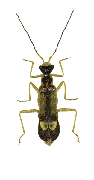 Soldado besouro Malthinus em fundo branco - Malthinus biguttatus (Linnaeus, 1758) — Fotografia de Stock