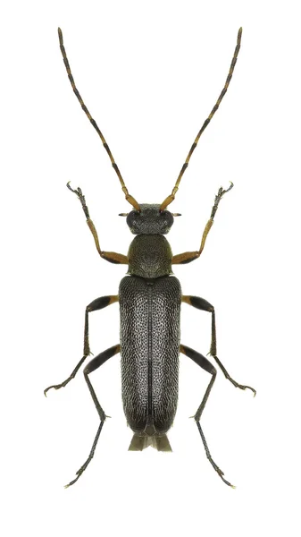 Laubholzkäfer Grammoptera auf weißem Hintergrund - Grammoptera ruficornis (Fabricius 1781) — Stockfoto