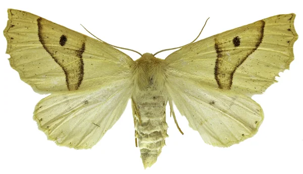 Beyaz arka plan - Crocallis elinguaria (Linnaeus, 1758 taraklı meşe) — Stok fotoğraf